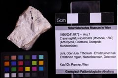 Foto (Objekt + Etiketten) von Cracensigillatus acutirostris (Moericke, 1889) (NHMW-GEO-1990-0041-0472)